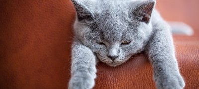 How to remove cat scratches from a leather sofa