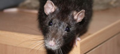 Description et fabrication de pièges à souris avec vos propres mains