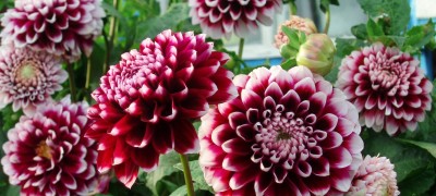 Preparing dahlias for winter and storing them