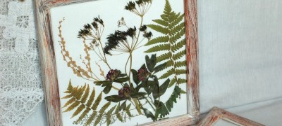 Règles de collecte, de séchage et de décoration d'un herbier