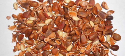 Features and procedure for peeling pine nuts at home