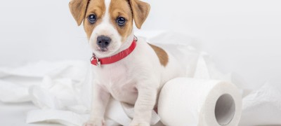 Apprendre à votre chien à répondre à ses besoins au bon endroit