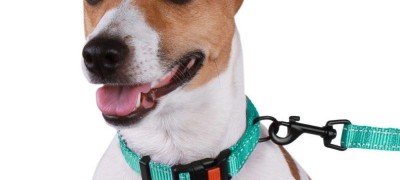 Collier anti-puces pour chien