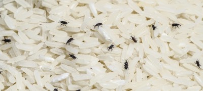 How to get rid of bugs in cereals effectively