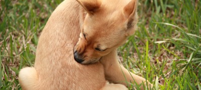 Comment et comment éliminer correctement les puces et les tiques chez le chien