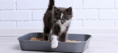 How to train a little kitten to the toilet