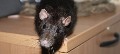 Getting rid of rats in your house is right