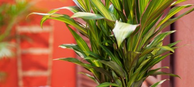 Features of the popular houseplant Cordilina