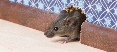 Problems with mice in the house