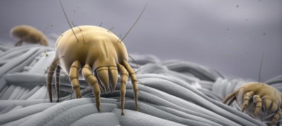 Description and disposal of bed mites