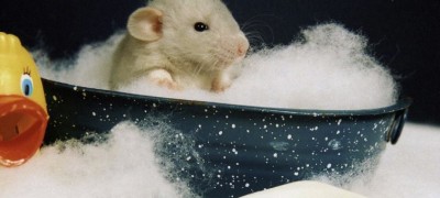 Comment laver votre hamster à la maison