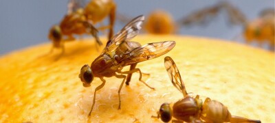 How to get rid of fruit flies in an apartment