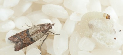 How to get rid of food moths in an apartment