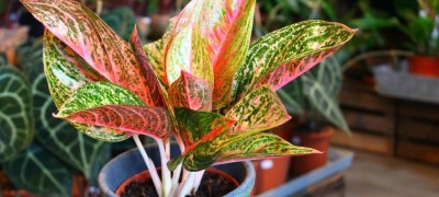 Features of home aglaonema flower