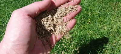 How to sow lawn grass correctly