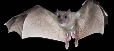 How to get rid of bats in your home