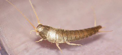 How to properly get rid of silverfish in an apartment