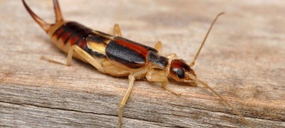 Proven remedies against two-tails and earwigs