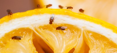 Comment et comment faire sortir les moucherons de la cuisine