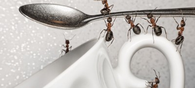 How to deal with ants in an apartment