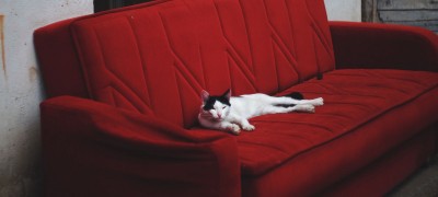 Ways to get rid of the smell of cat urine on the couch