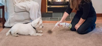 Comment se débarrasser de l'odeur d'urine de chien sur un tapis