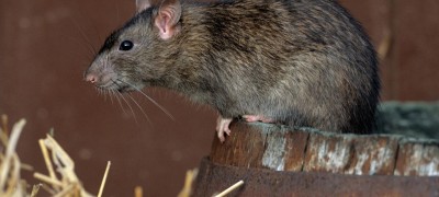 How to choose the most effective rat poison