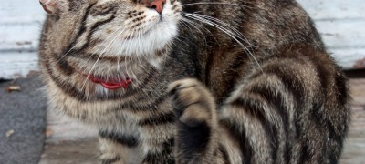 How to remove fleas from a cat using folk remedies