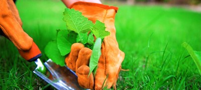 How to get rid of weeds on the site forever - proven methods