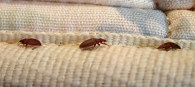 How to get bedbugs out of the sofa yourself