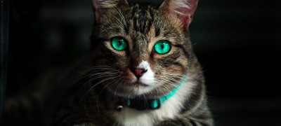 Features of flea collars for cats and dogs