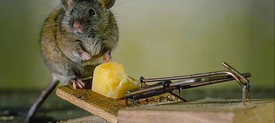 Different ways to catch a mouse without a mousetrap