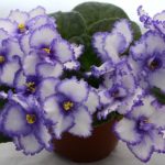 african violet