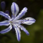 african lily