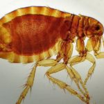 human flea