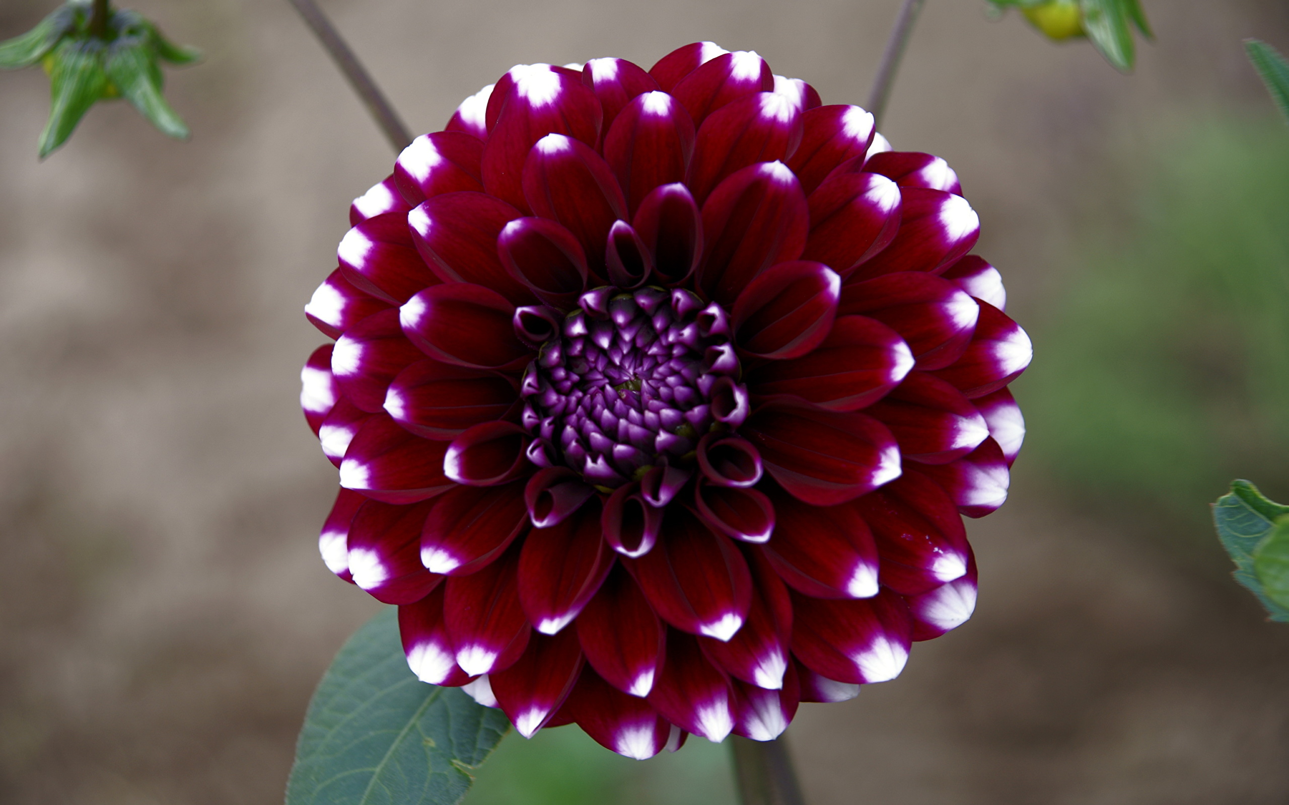 fleur de dahlia