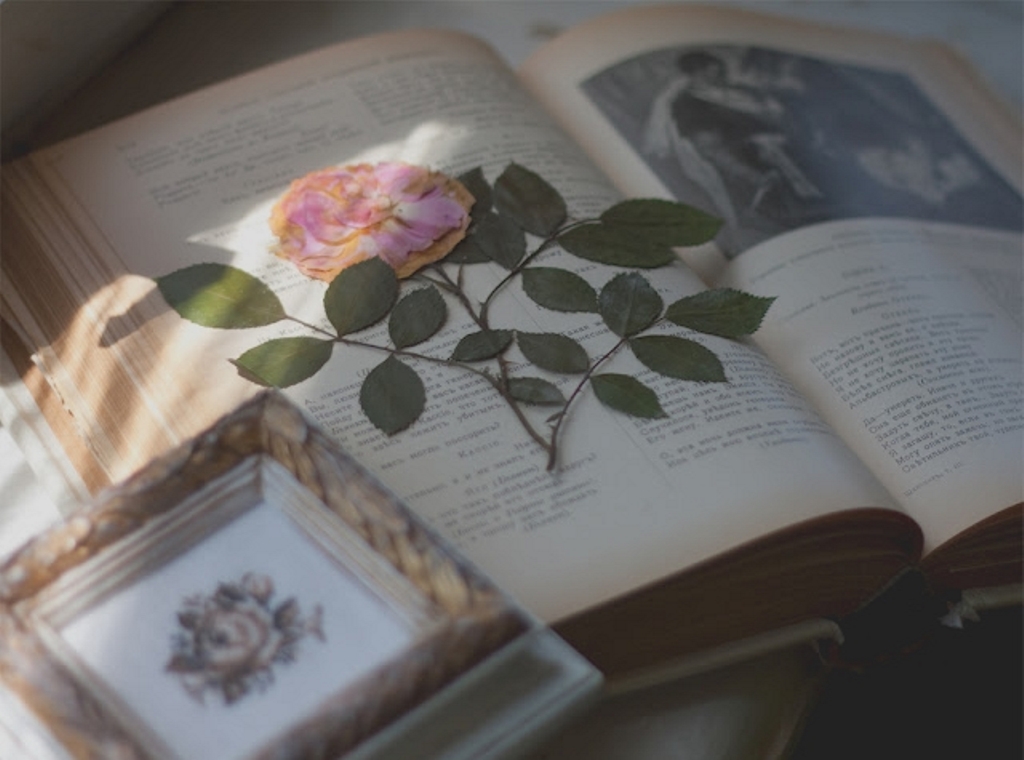 fleur dans un livre