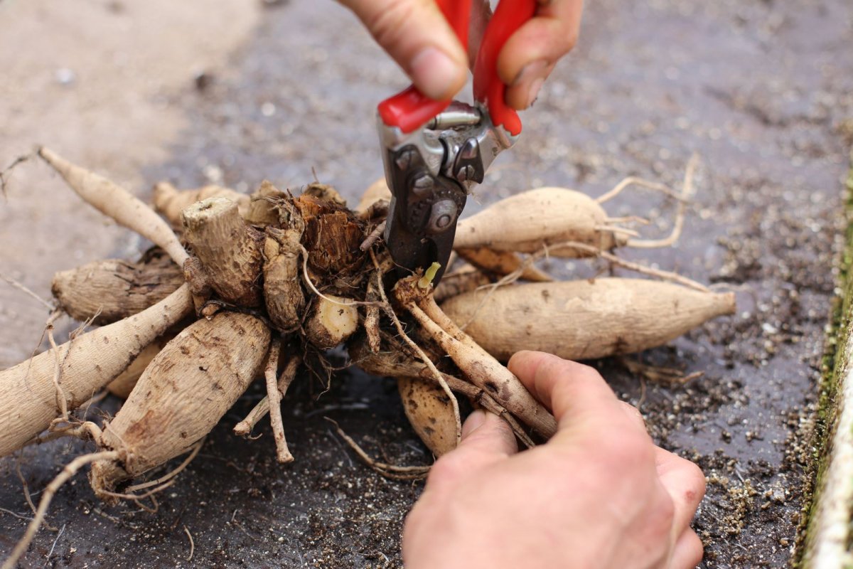 division of dahlia roots