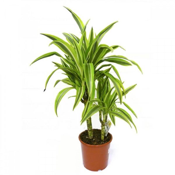 Dracaena is more picky about care, does not take root well after transplants, while her distant relative is more resistant to changes.