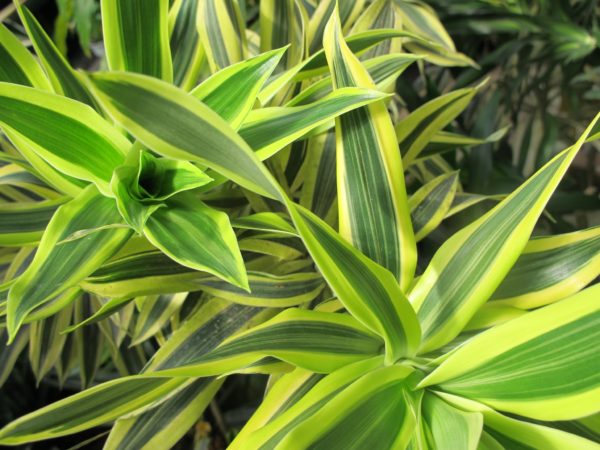 Dracaena leaves do not have petioles, and the veins are parallel to each other.