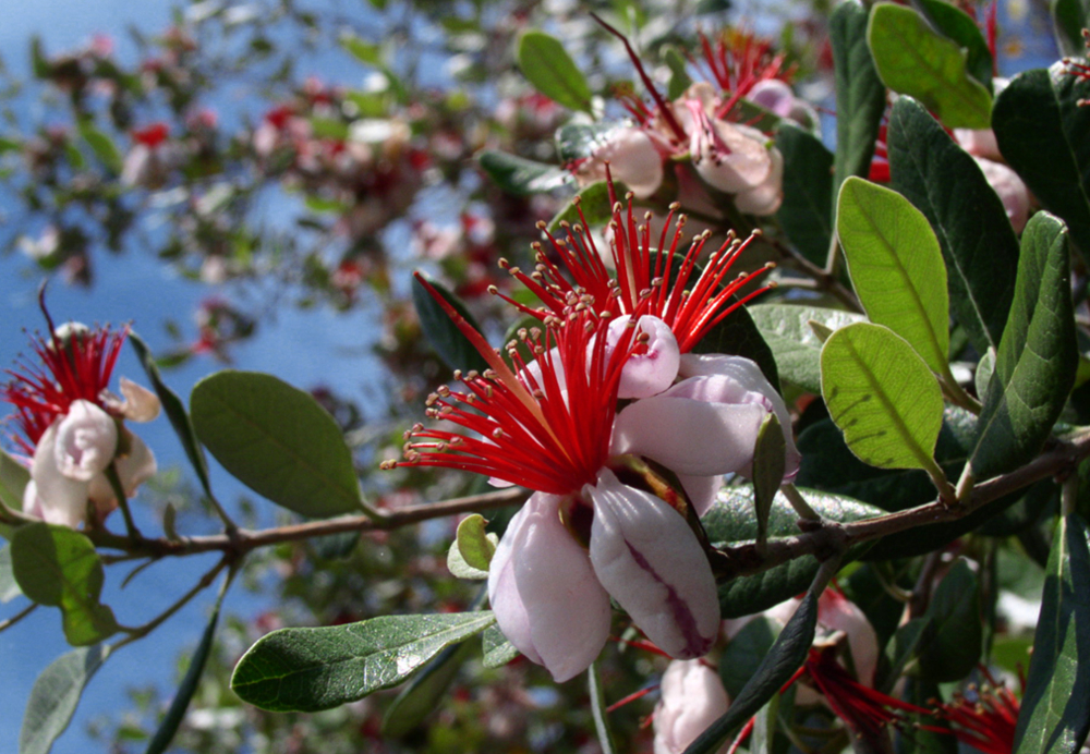 feijoa tree