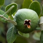 feijoa sur un arbre