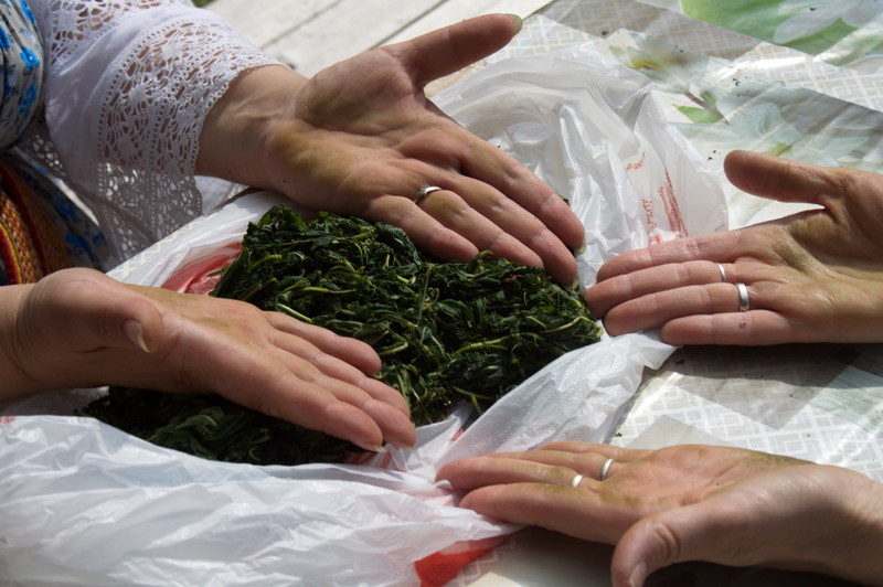 fermentation ivan tea with your own hands