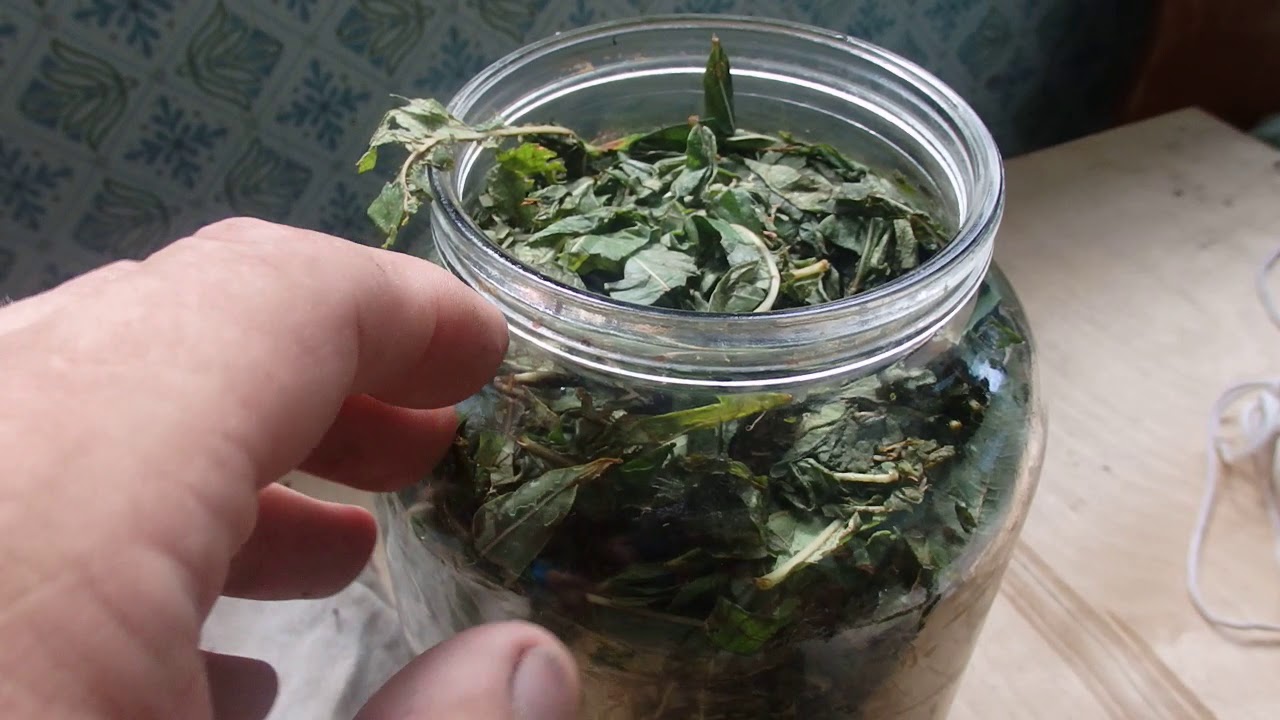 fermentation ivan tea in a jar