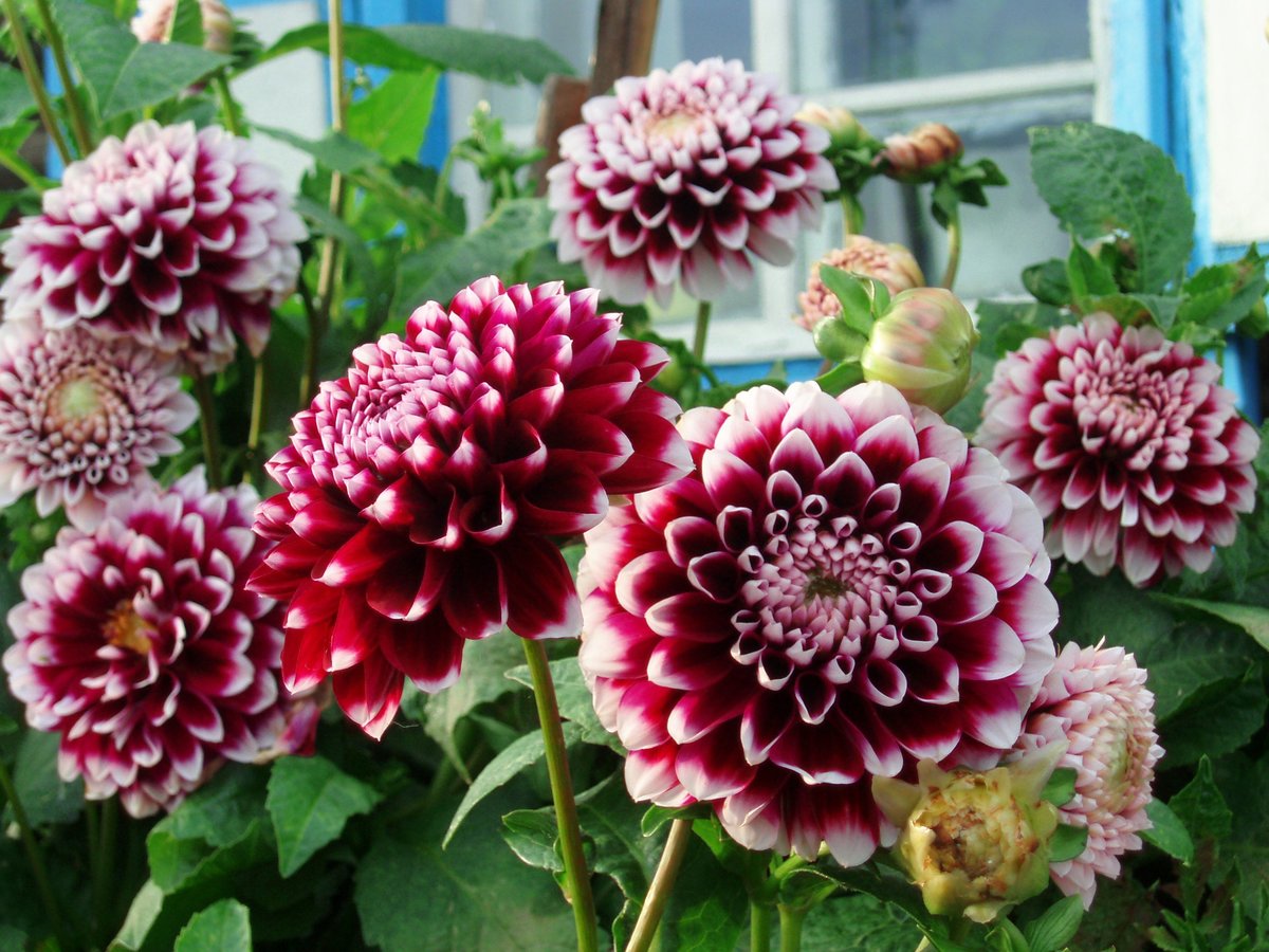 dahlias in winter