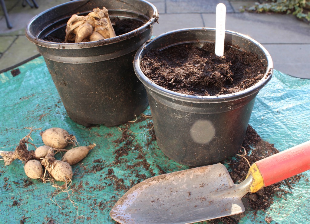 dahlias en pot