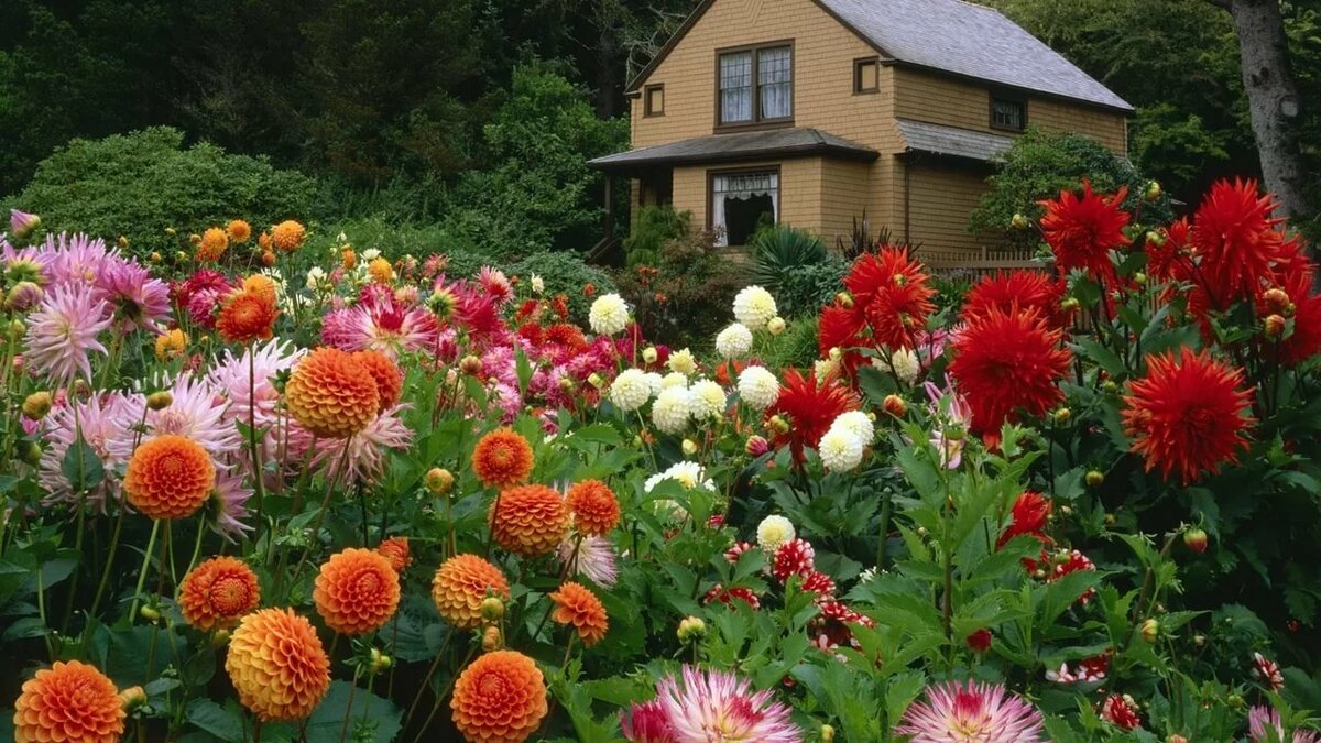 dahlias dans le jardin