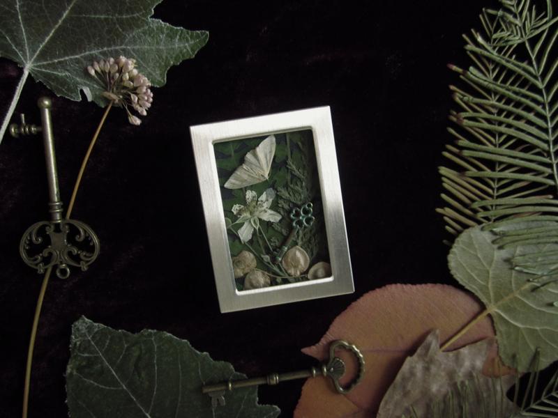 herbarium plants with butterflies