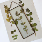 herbarium do it yourself ideas