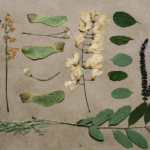 herbarium do it yourself photo ideas